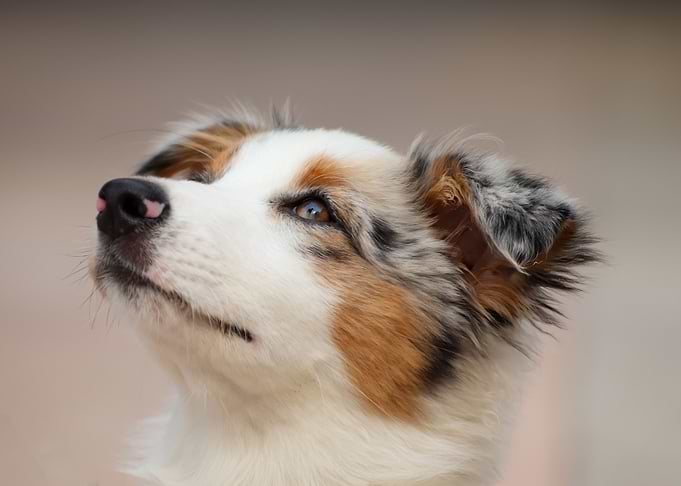 A small dog