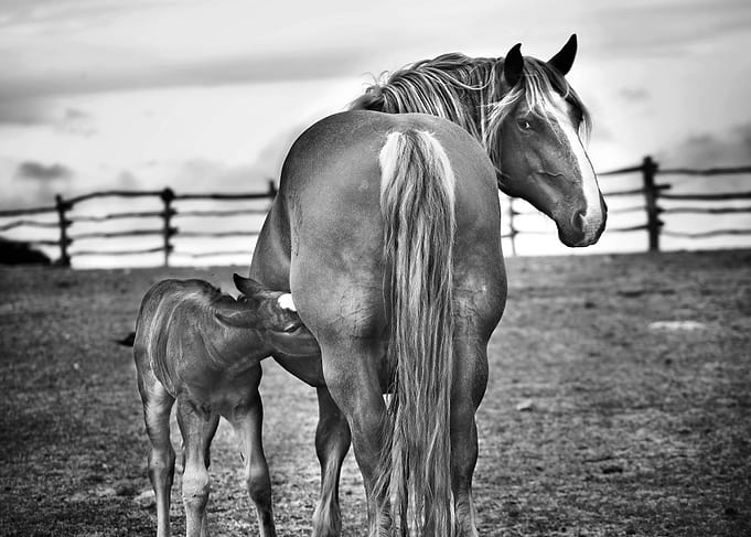 Filly