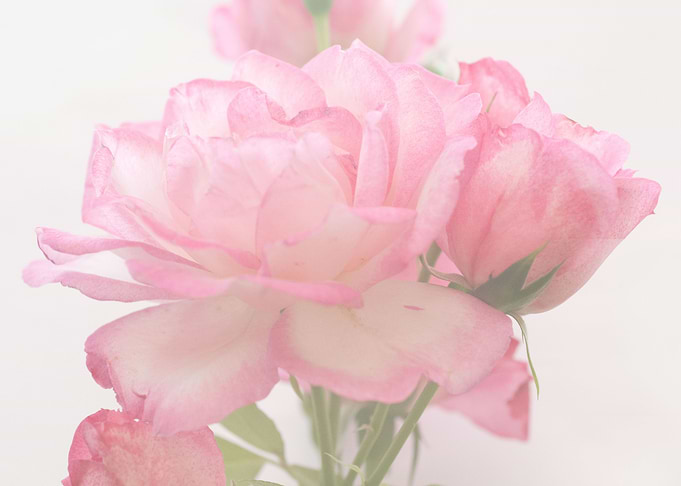 Soft Pink Rose 1