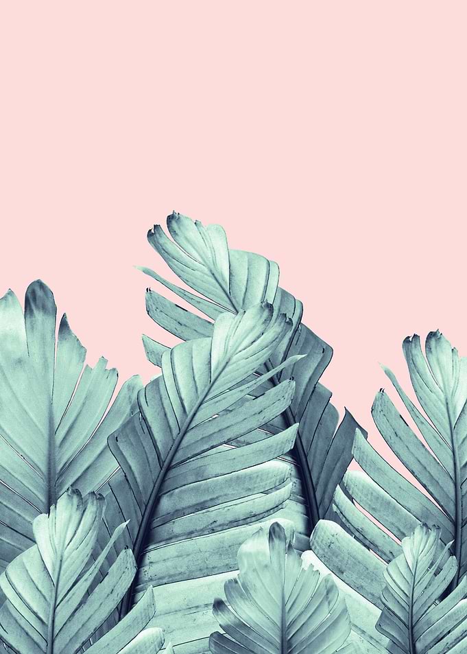 Blush Banana Leaves 5