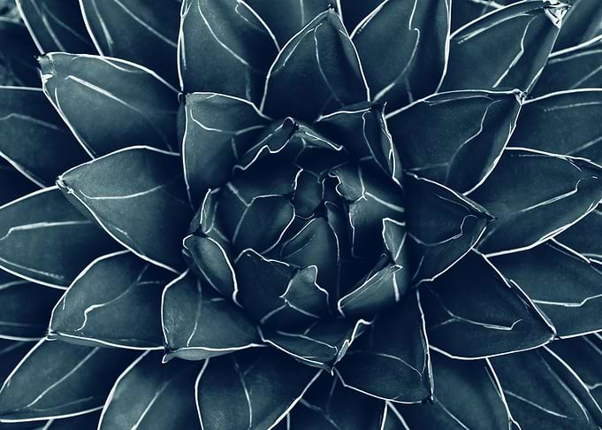 Agave Queen Succulent 1