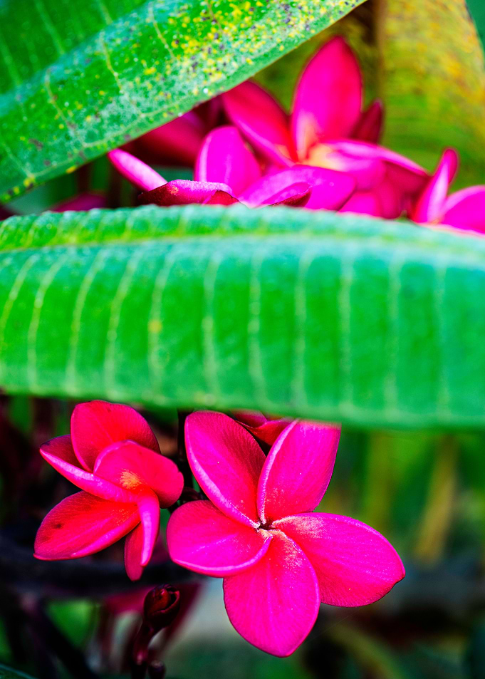 Frangipani Beauty