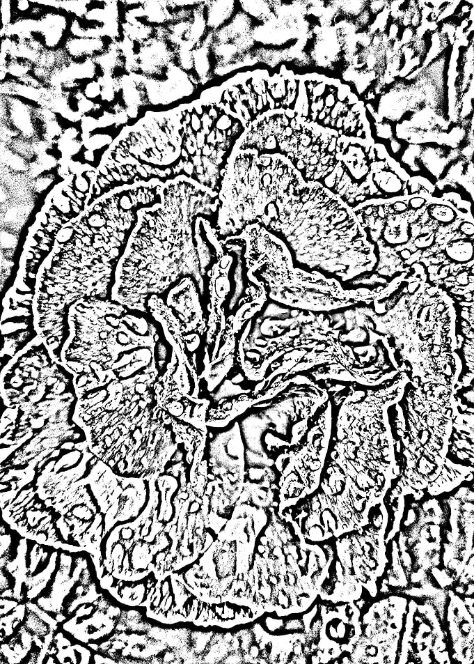 Abstract Rose 2