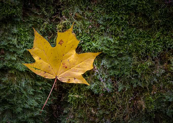 Yellow maple tree leaf