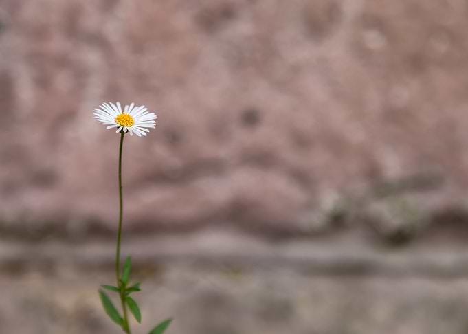 one daisy