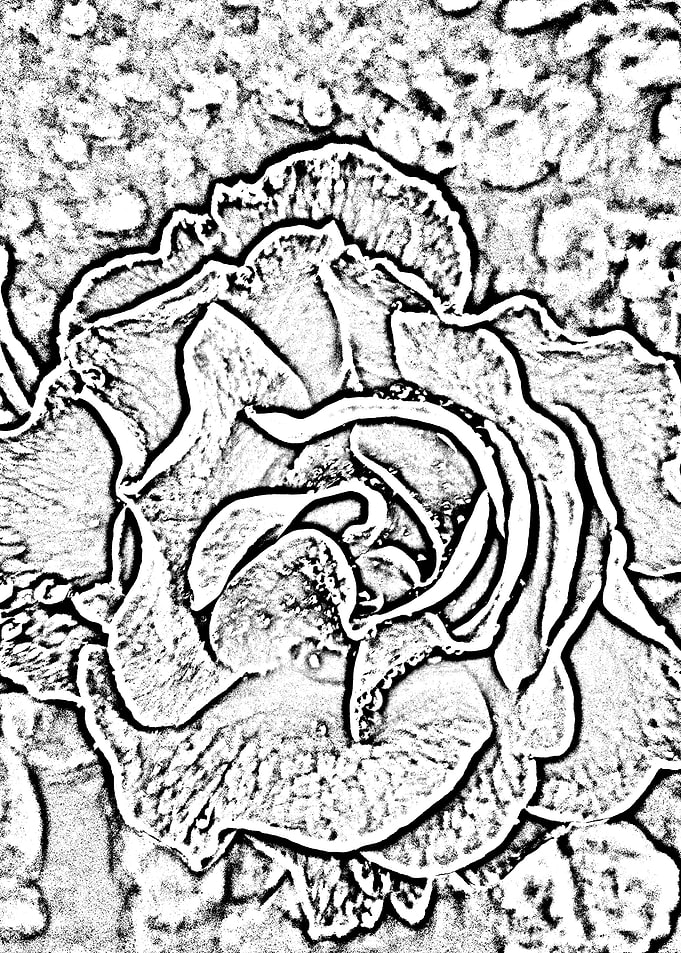 Abstract Rose 3