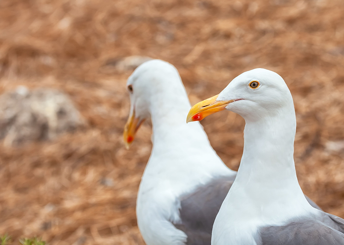Two Gulls