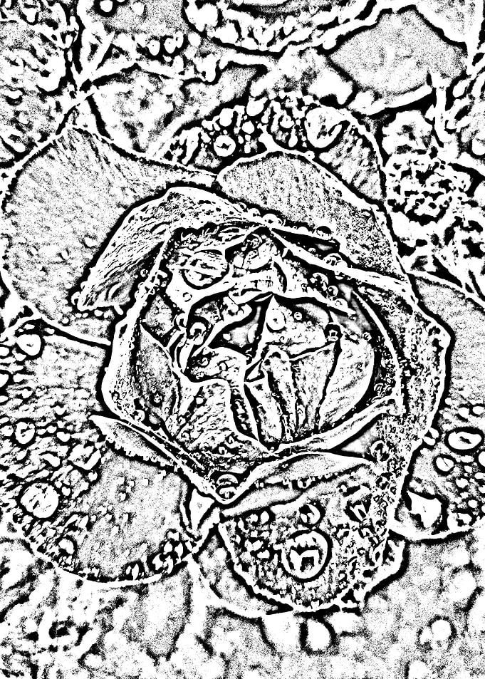 Abstract rose 4