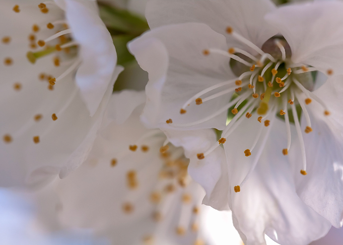 Cherry Blossoms