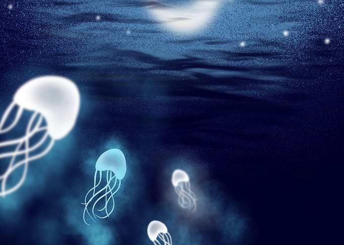 Jelly Fish