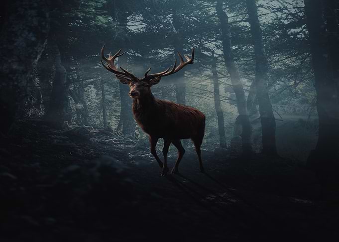 DEER