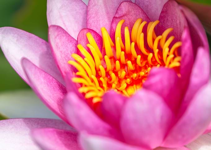 Red Water Lily close up