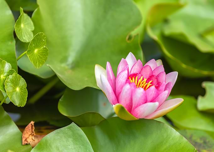 Red Water Lily 2