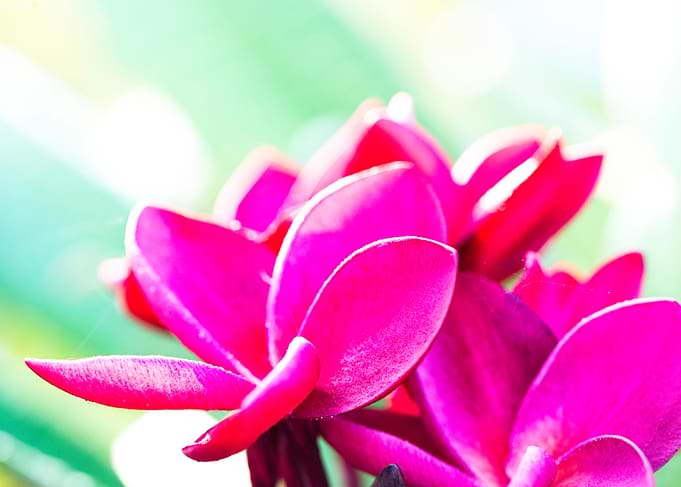 Frangipani Flowers