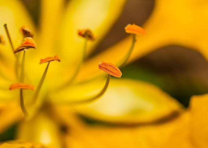 Yellow Flamboyant