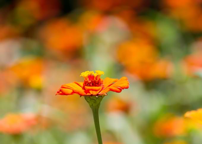 Zinnia in Orange