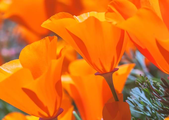 Poppies