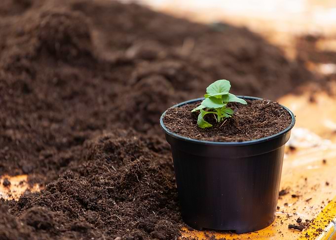 Seedling stands in plastic