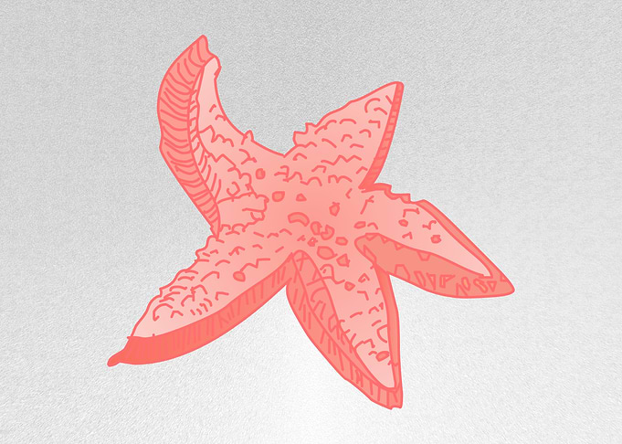 Star fish