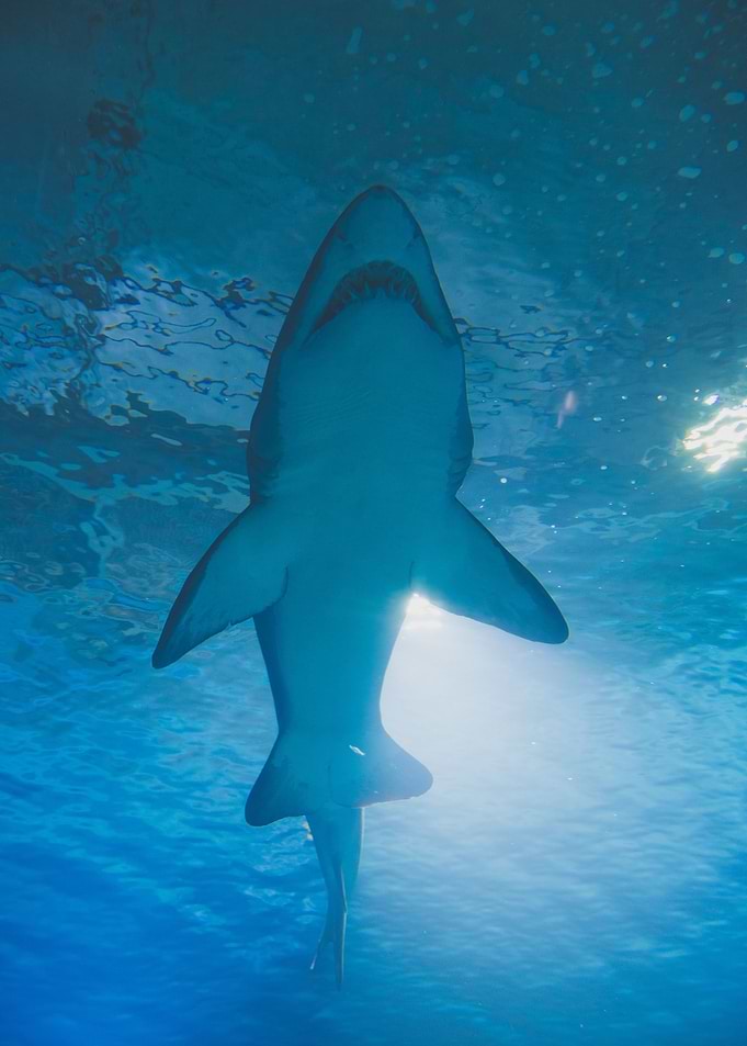 Shark Hai underwater