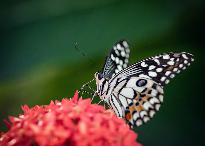 Chequered Swallowtail