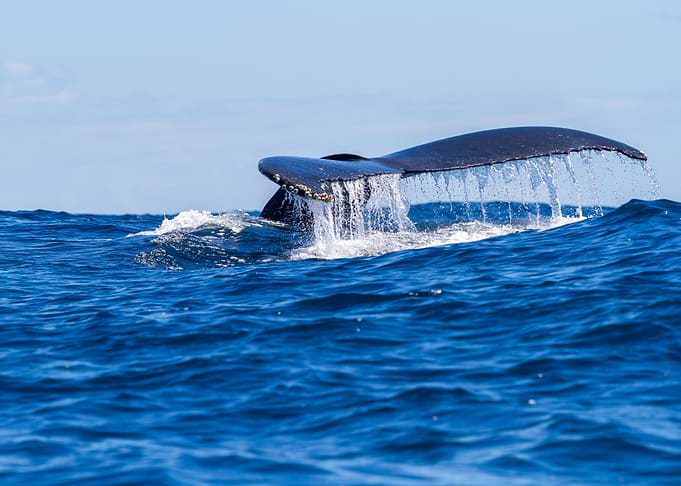 Flukes Humpback Whale