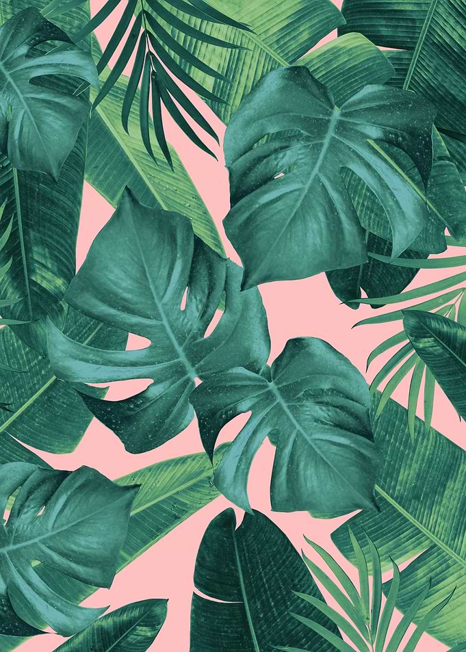 Tropical Summer Jungle 1