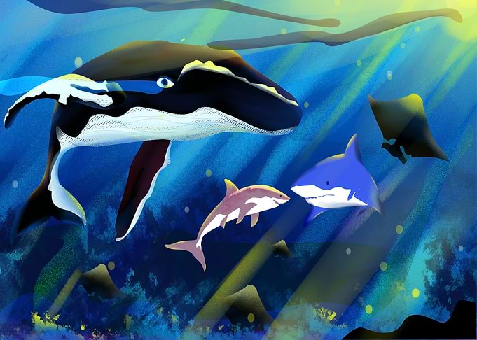 Whale shark and stingray