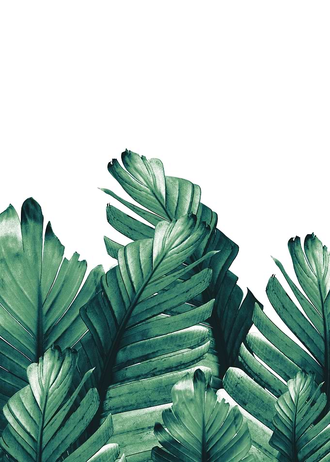 Green Banana Leaves 1