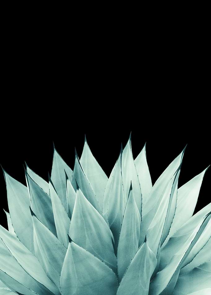 Agave Vibes 11