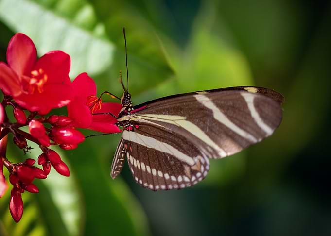 Zebra longwing