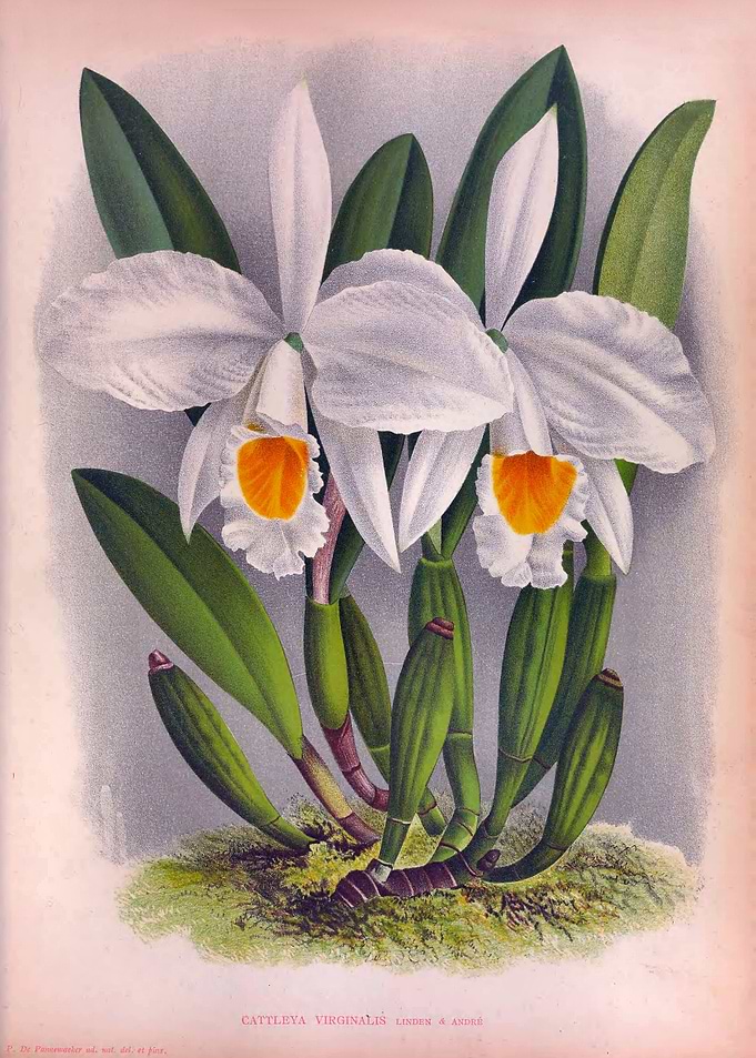 Virginalis White Orchids
