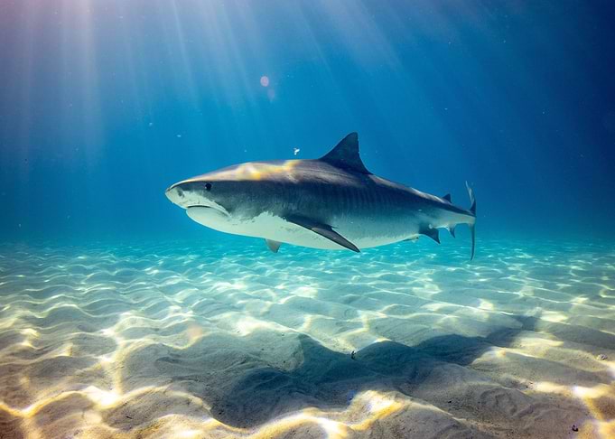 Shark fish underwater