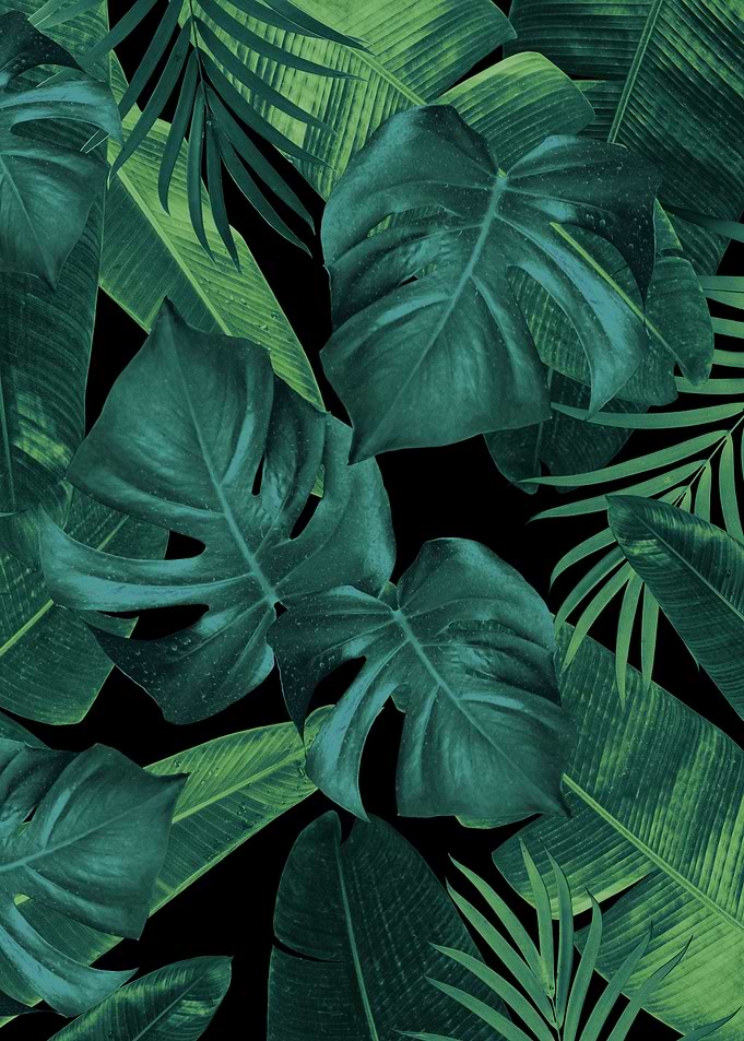 Summer Night Jungle 1