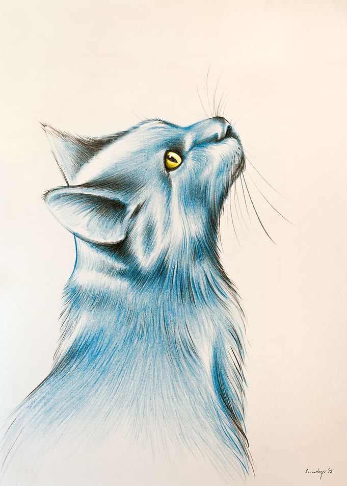 Kitty
