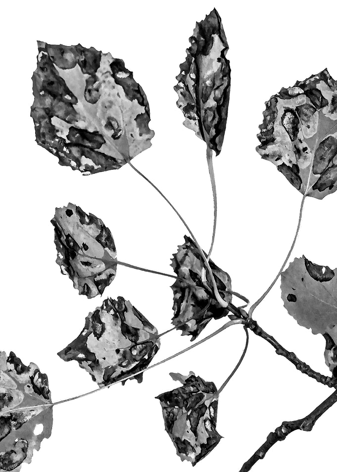 Natural Camo Black White