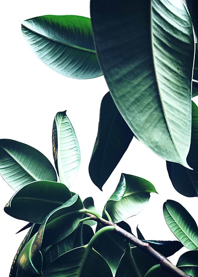 Ficus Elastica 26
