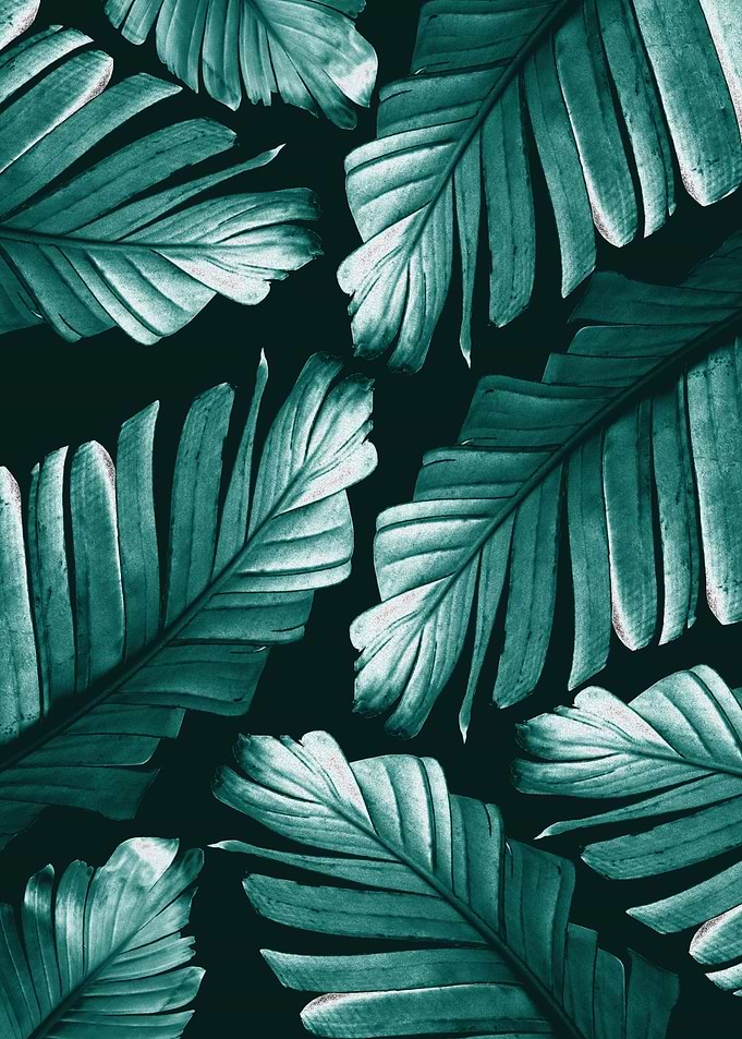 Tropical Banana Leaves 2
