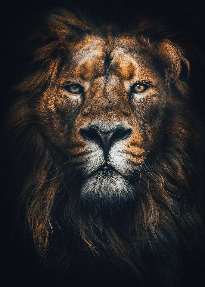 lion king head poster