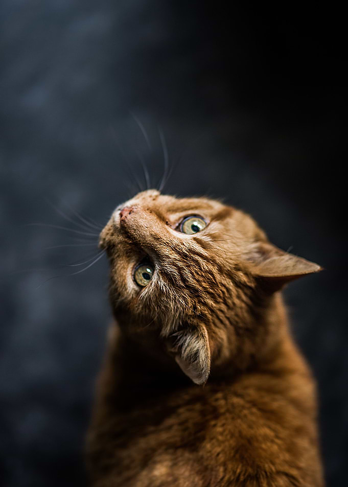 Cat animal from behind