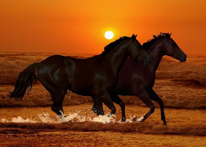 Horses at sunset