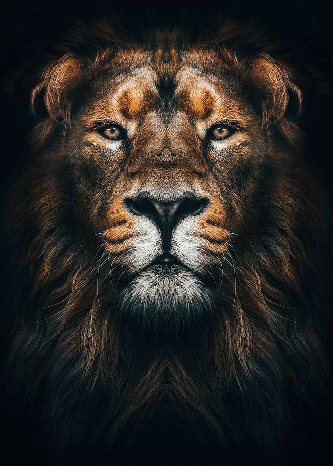 lion king face poster
