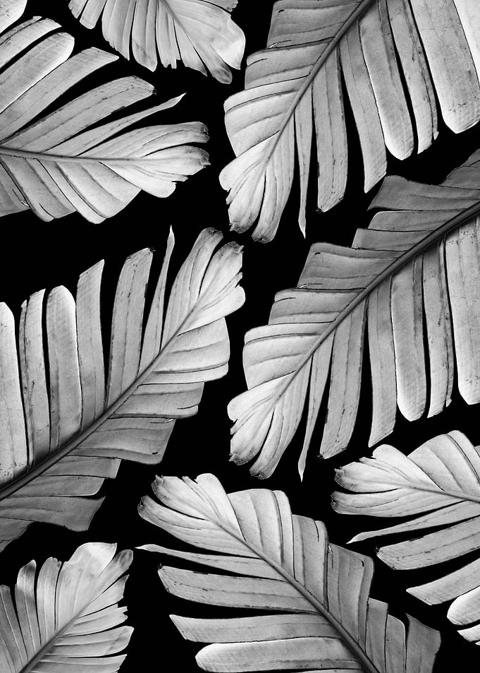 Gray White Banana Leaves 1