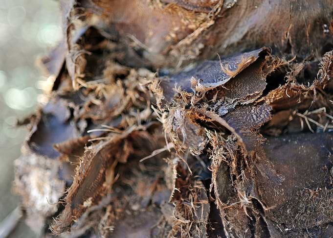 tree bark