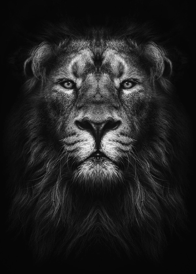 lion king face poster bw