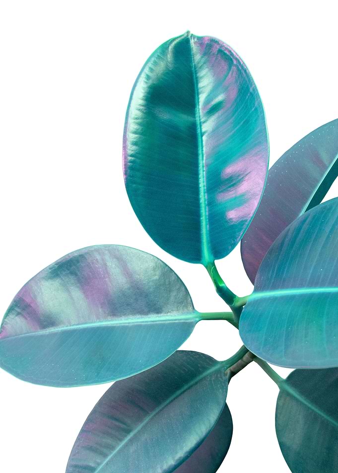 Ficus Elastica Glam 1