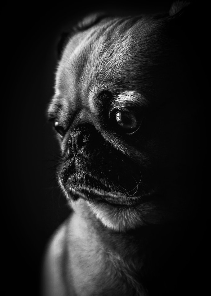 Cute pug puppies poster