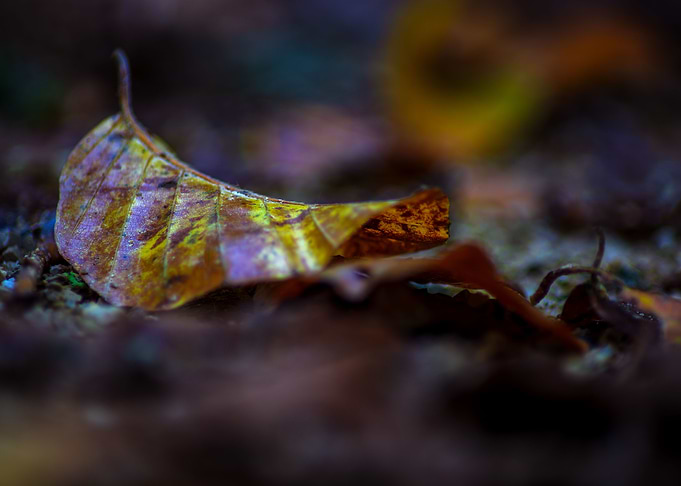 Autumn impressions