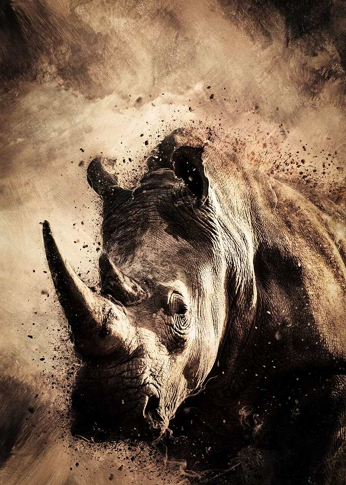 Watching Rhino