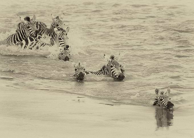 Zebra Crossing